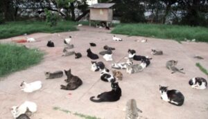 Justiça condena Município de São Luís a solucionar casos de acumulação de animais