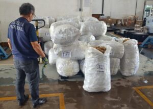 Receita Federal e IBAMA apreendem 1.100 kg de bexiga natatória no aeroporto de São Luís