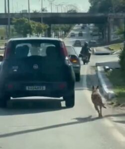 Morre ‘Vigilante’, cãozinho que viralizou ao perseguir carro em São Luís