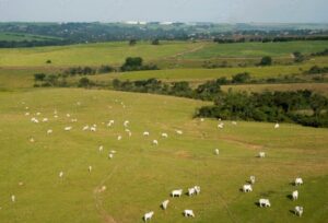 Quem é o político maranhense, de mandato, que comprou uma fazenda de R$ 40 milhões em Matões do Norte?