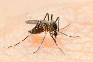 Maranhão registra três mortes por dengue e a 1ª do ano para chikungunya