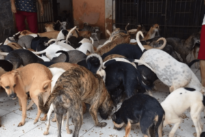 Morador que cria 18 cachorros vira alvo do MP-MA por conta de odor e latidos que incomoda vizinhos