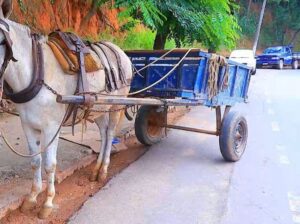 Justiça determina que Prefeitura de São Luís acabe com transporte de carroça