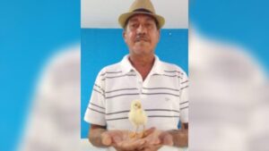 O pinto misterioso do Sr. Manoel