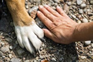 Com 30,2 milhões de cães e gatos abandonados no Brasil, Fórum Animal convida candidatos às eleições a aderirem à causa