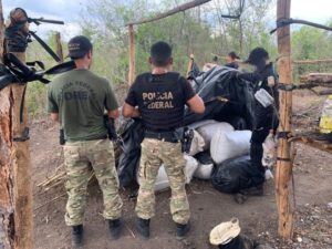 Em Operação Polígono VI, PF destrói 7,5 toneladas de maconha no Maranhão