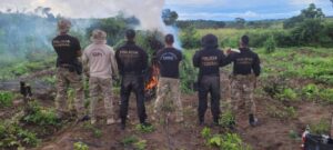 PF prende 12 pessoas e erradica 119 mil pés de maconha no Maranhao