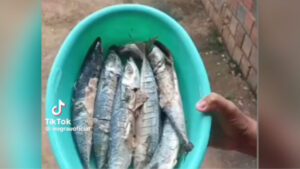 Brandão é acusado de distribuir peixe estragado em Timon; confira: