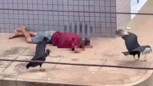 Urubus rodeiam e tentam comer homem vivo em Pinheiro