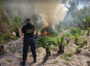 PF deflagra mega operação e destrói quase 15 mil pés de maconha no interior do Maranhão