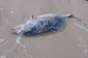 Golfinho ferido é encontrado morto na praia de São Marcos