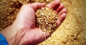 Preço recorde do arroz atinge R$ 131,44 por saca de 50 kg