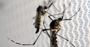 Brasil pode bater recordes de casos e mortes por dengue em 2024