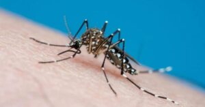 Aumento casos de Chikungunya e Zika no MA gera preocupação
