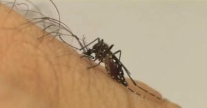 Brasil pode ter recorde de casos de dengue em 2024