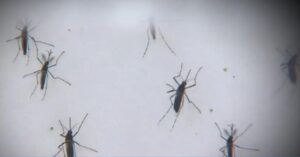 MA registra 1ª morte por chikungunya e 2ª por dengue em 2024