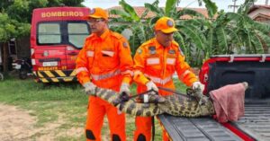 Corpo de Bombeiros resgata mais de mil animais silvestres no MA