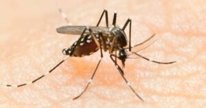 Maranhão apresenta estabilidade na incidência de dengue