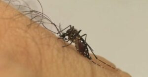 Brasil lidera ranking mundial de dengue com 82% dos casos