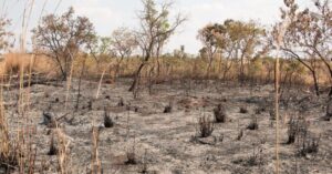 Desmatamento no Cerrado pode causar crise de água no MA