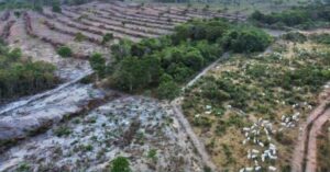Criação ilegal de gado aumenta na Terra Indígena Arariboia