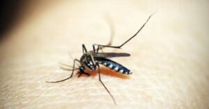 Dengue provoca quase 5 mil mortes no Brasil em 2024