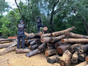 PF combate comércio irregular de madeira em terras indígenas no Maranhão