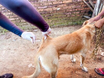 Secretaria Municipal de Saúde de Tuntum realiza vacinação em cães e gatos no bairro Mil Reis