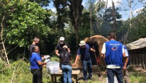 PCMA incinera mais de mais de 20kg de entorpecentes apreendidos em 2 meses em Carutapera