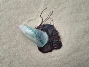 Mais de 40 acidentes envolvendo caravelas são registrados nas praias da Grande Ilha