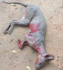 Animal estranho é morto após atacar menina de 4 anos em Poção de Pedras