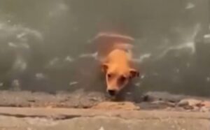 Cachorro é resgatado após cair no Cais da Beira-Mar