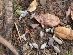Morador denuncia mortandade de peixes na Lagoa do Recanto dos Vinhais por causa de obra da Caema
