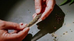 O tráfico agradece!!! Quantidade de maconha liberada pelo STF pode render 133 “baseados”