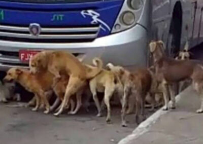 Deputado Júnior Cascaria quer que Governo cape gato e cachorro
