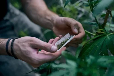 STF decide descriminalizar o porte de maconha para uso pessoal
