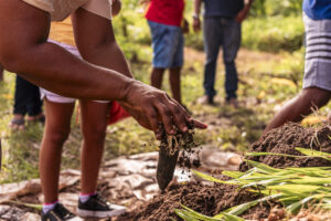 Governo lança programa Floresta Viva Maranhão e maior viveiro público do país, em São Bento