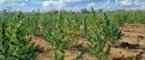 Em parceria com a PF, Centro Tático Aéreo apreende cerca de 750 kg de maconha no interior do Maranhão