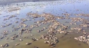 Milhares de peixes surgem mortos após lago secar em Matinha; veja o vídeo