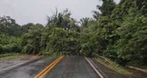 BR-402 que liga Barreirinhas a São Luís está interditada após queda de árvore