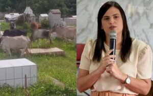 ABSURDO! Gado toma conta do cemitério público de Vitorino Freire