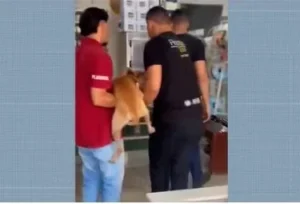 Crueldade: cachorro tem testículos cortados e é amarrado em poste em Santa Luzia