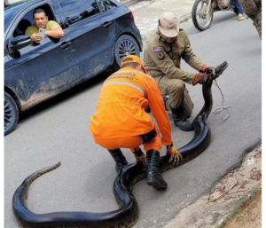 Sucuri é resgatada no quintal de residência em Barreirinhas