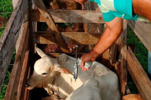 Maranhão está livre a partir de maio da febre aftosa sem vacinação