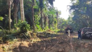 Quatro pessoas são presas por desmatamento de área de proteção no MA