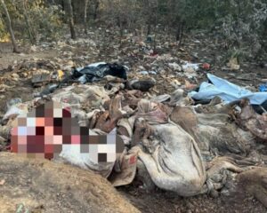 Após denúncias, PCMA encontra local onde animais mortos são descartadas irregularmente