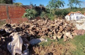 Operação ‘Ossos do Ofício’ detecta irregularidades na produção de alimentação animal em ITZ e Açailândia