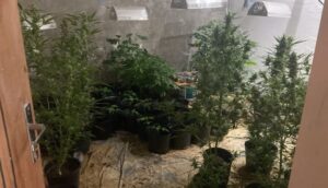 Polícia Civil fecha laboratório de produção da supermaconha em Davinópolis