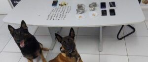 Polícia Civil deflagra operação de combate ao tráfico de drogas e prende sete pessoas em São Luís e Região Metropolitana