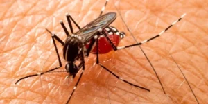 Maranhão registra primeira morte por dengue em 2024